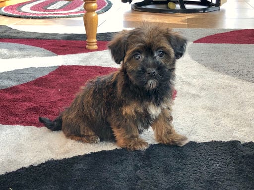 Black and tan havanese puppy for sale