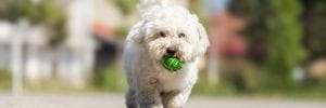 playing fetch with coton de tulear puppy