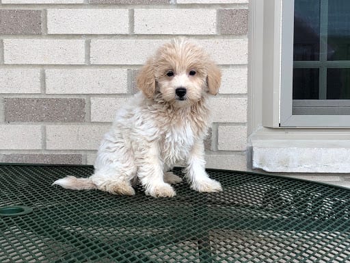 Coton de Tulear puppy for sale