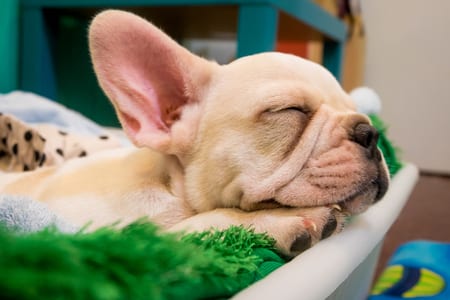 sleeping french bulldog puppy
