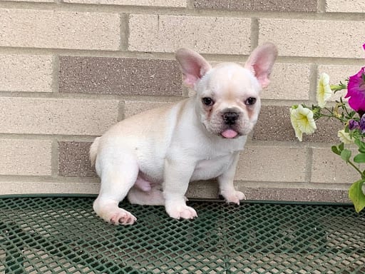 French Bulldog Puppies For Sale in Indiana & Chicago ...