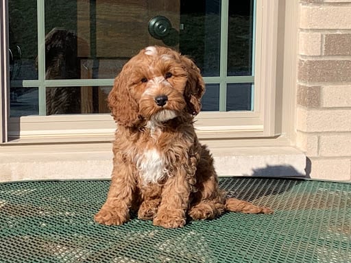 teddy bear groom cockapoo