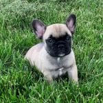 French Bulldog Puppies For Sale in Indiana & Chicago ...