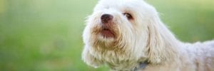 How to Stop Your Havanese Dog from Barking