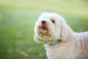 How to Stop Your Havanese Dog from Barking