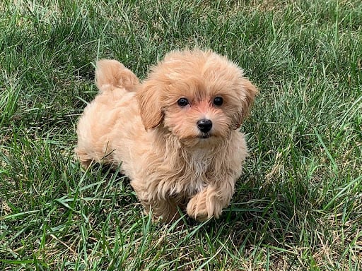 17 Family Bred Puppies Yelp Images