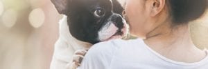 Are French Bulldogs Aggressive?