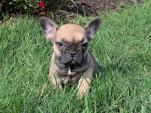 57 Top Pictures French Bulldog Puppies Indiana Cheap : French Bulldog Dog Female Merle 2478555 Petland Carmel In