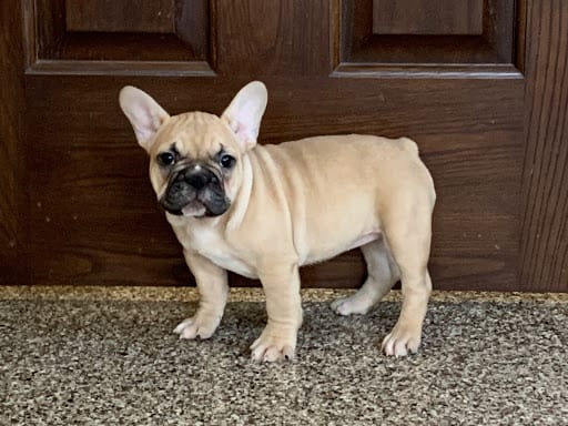 French Bulldog Puppies For Sale In Indiana Chicago Family Puppies
