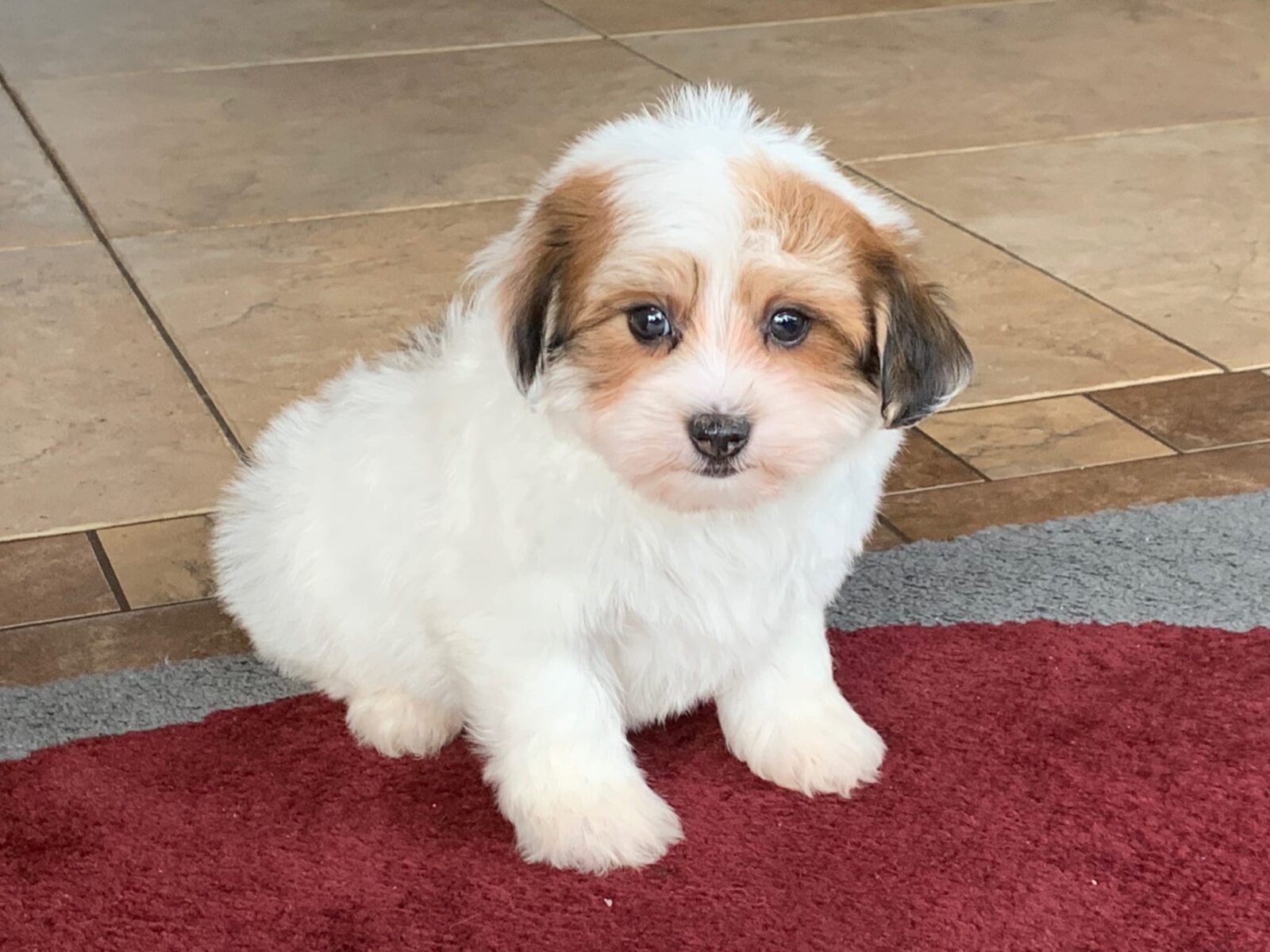 Havanese Puppies For Sale & Breeders in Cincinnati Ohio & Indiana Family Puppies