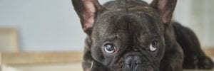 What to Feed Your French Bulldog