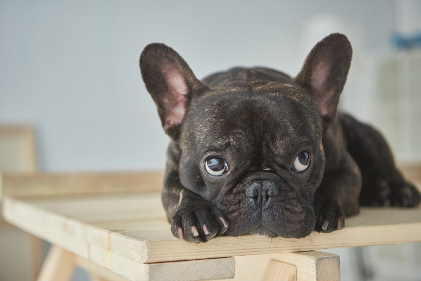 What to Feed Your French Bulldog Family Puppies