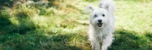 Dog Allergies: How Allergy-Sufferers Can Adopt and Live with Dogs