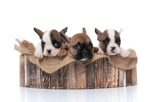 The Ultimate Dog Adoption Guide