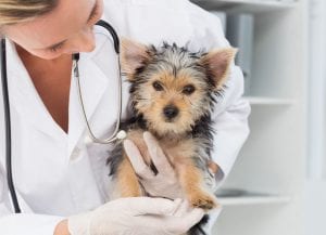 How to Prepare for Your Puppy’s First Vet Visit