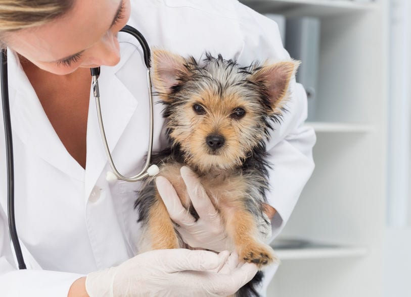 How to Prepare for Your Puppy’s First Vet Visit Family Puppies