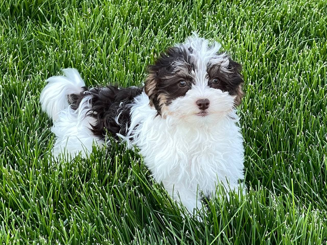 Purebred Havanese Puppies for Sale Family Puppies