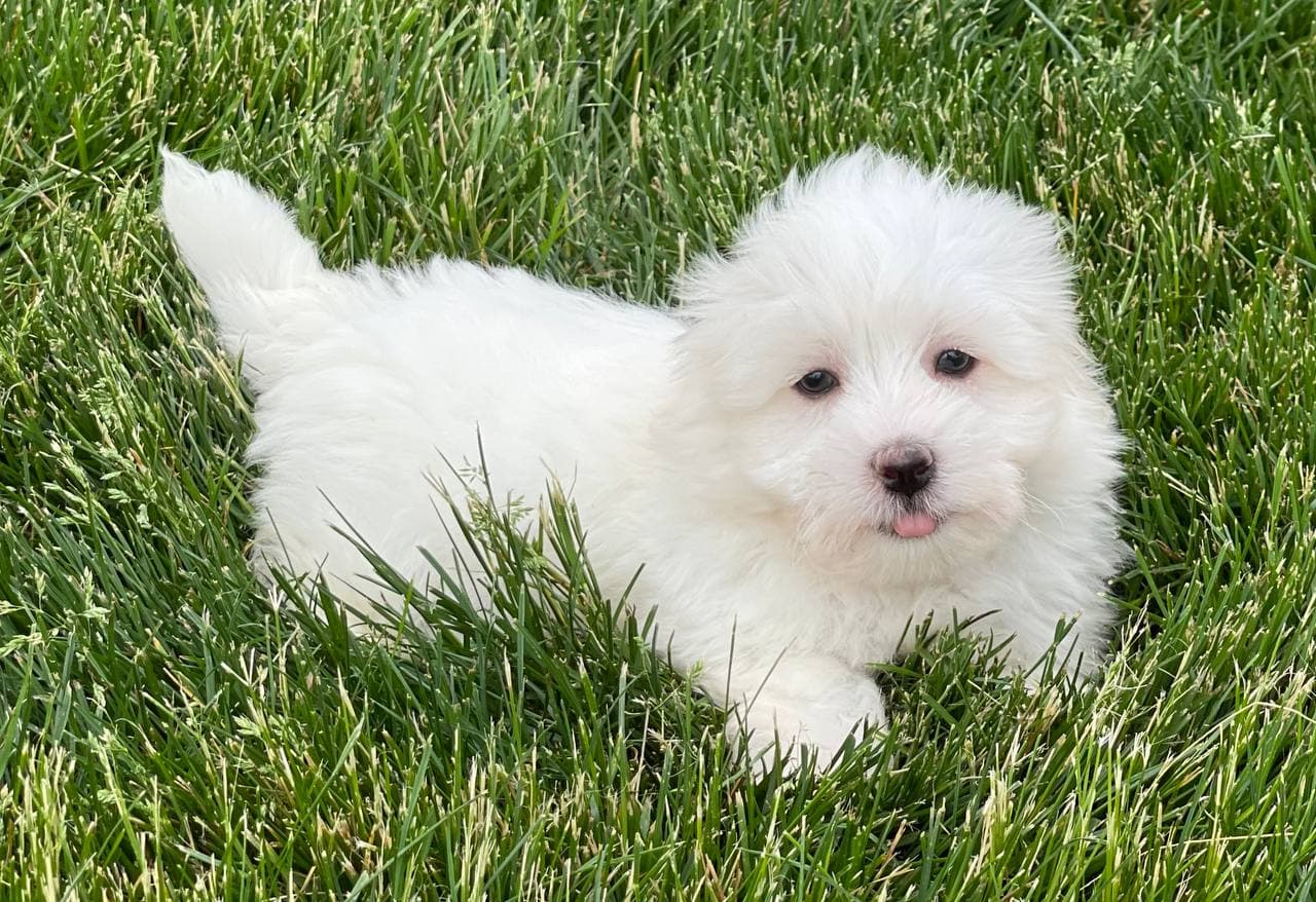 Coton De Tulear Breeders & Puppies For Sale in Indiana Family Puppies