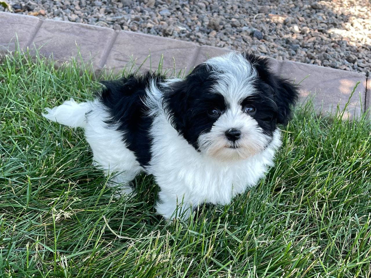 Purebred Havanese Puppies For Sale Family Puppies