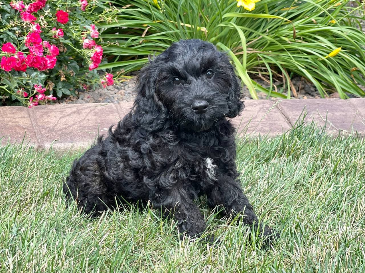 Cockapoo Puppies For Sale Family Puppies
