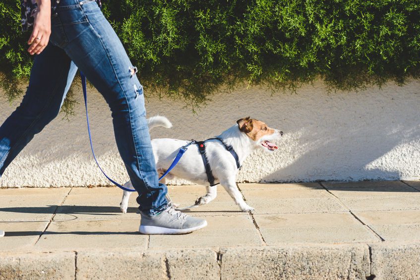 How to Properly Walk Your Dog Family Puppies