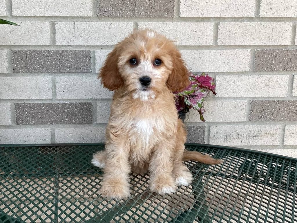 Cavapoo puppy