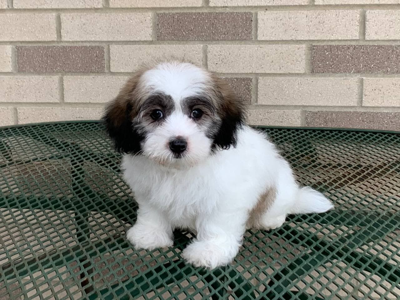 Coton De Tulear Breeders & Puppies For Sale in Indiana Family Puppies