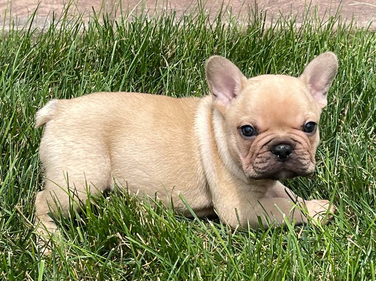 French Bulldog Puppies For Sale in Indiana &amp; Chicago | Family Puppies