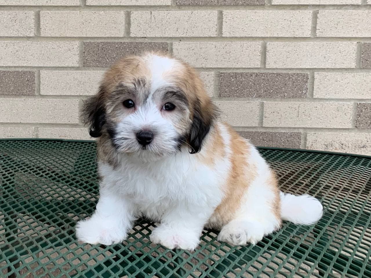 Coton De Tulear Breeders & Puppies For Sale in Indiana Family Puppies