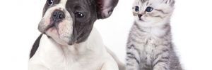 Are French Bulldogs Good with Cats