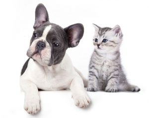 Are French Bulldogs Good with Cats