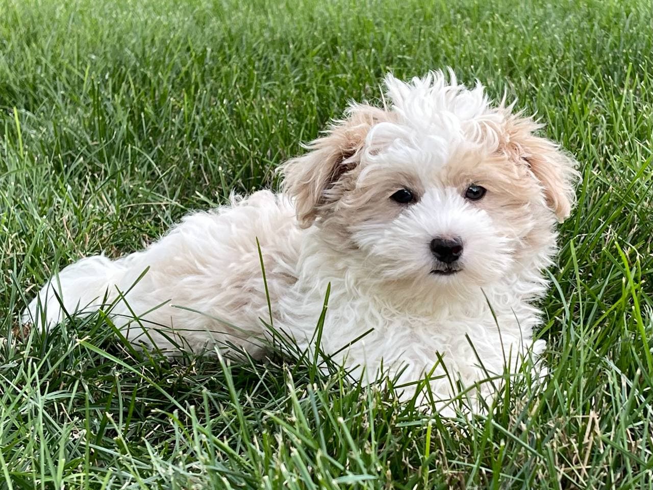 Coton De Tulear Breeders & Puppies For Sale in Indiana Family Puppies