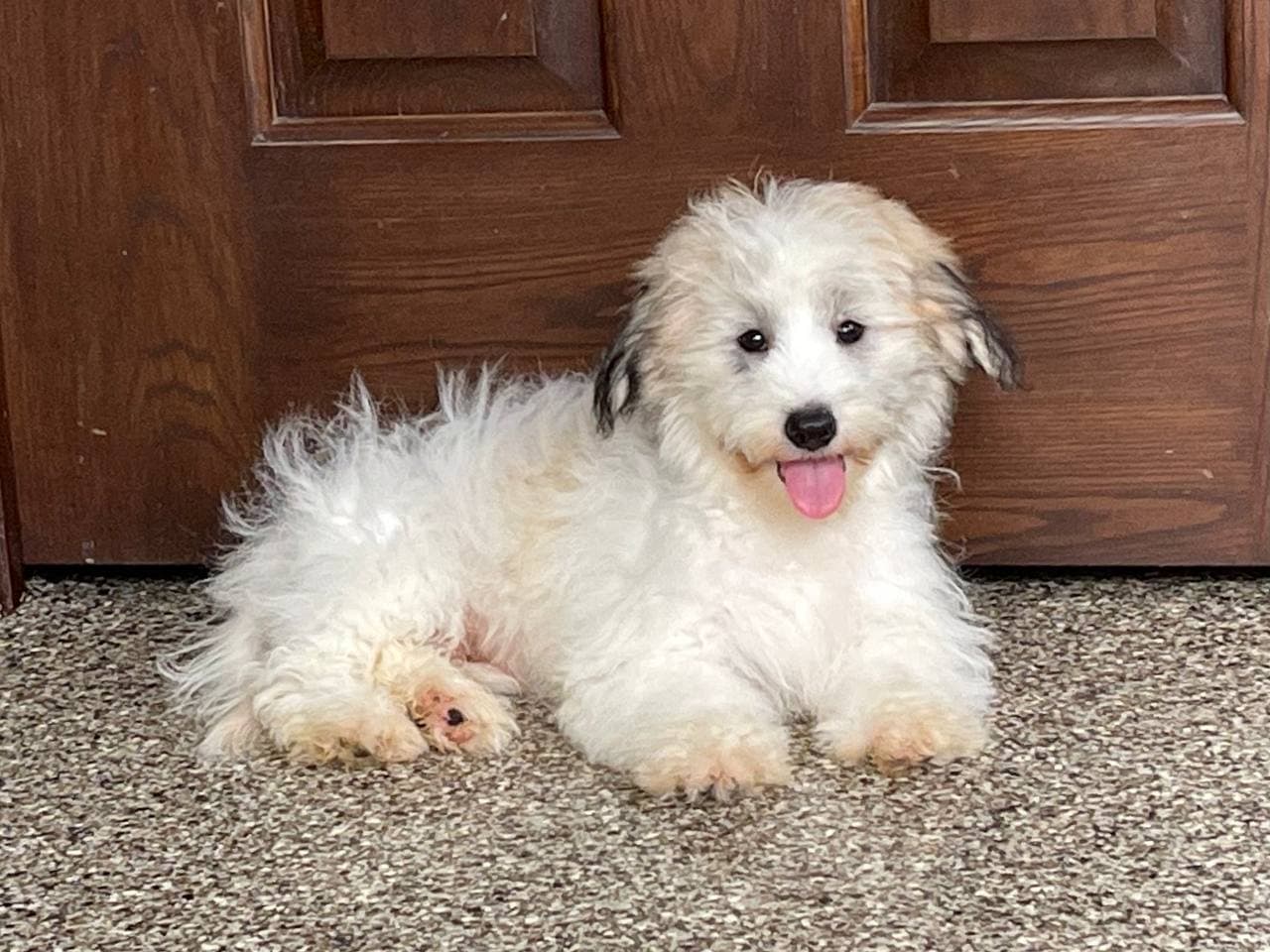 Coton De Tulear Breeders & Puppies For Sale in Indiana Family Puppies