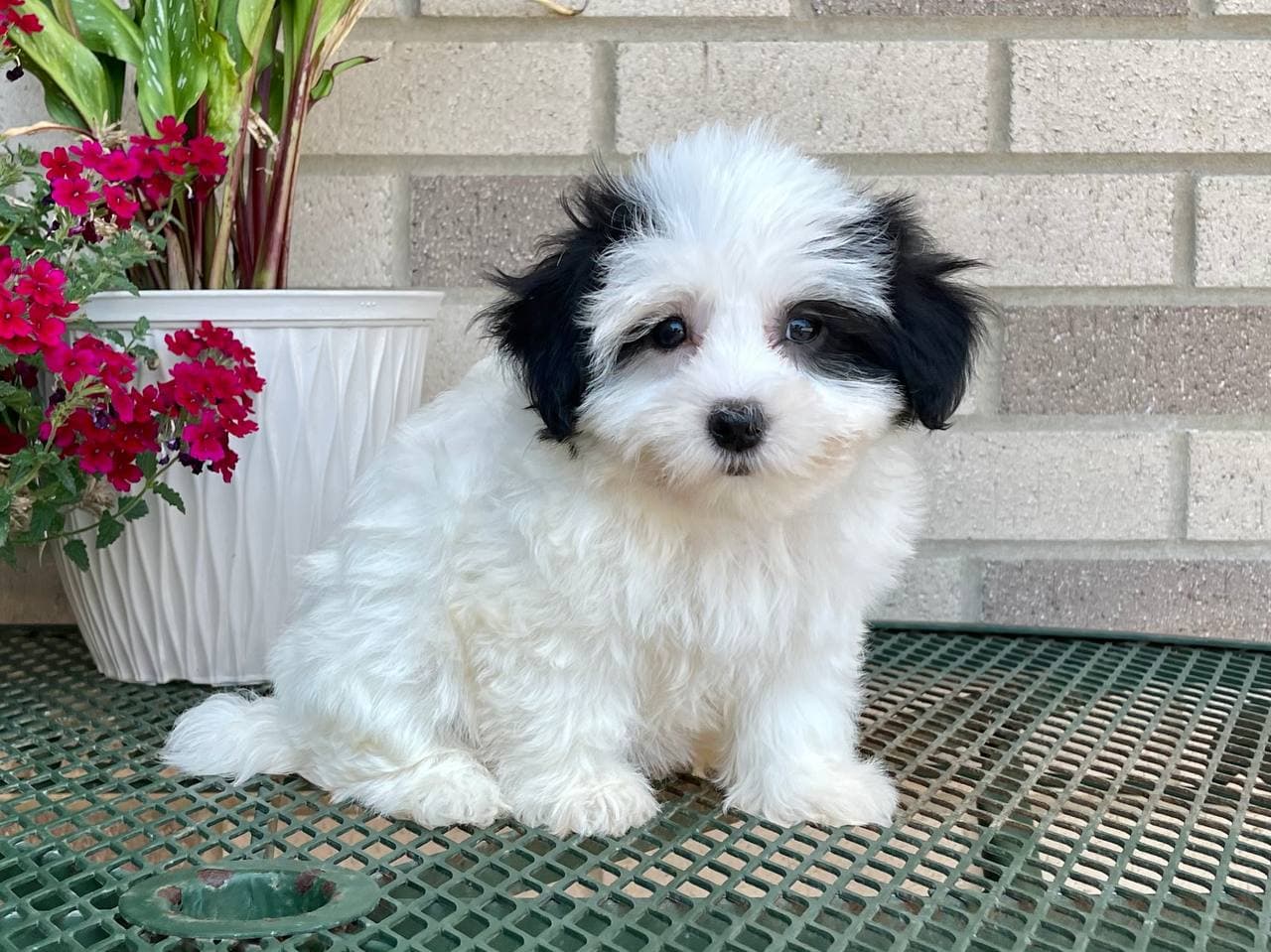 Coton De Tulear Breeders & Puppies For Sale in Indiana Family Puppies