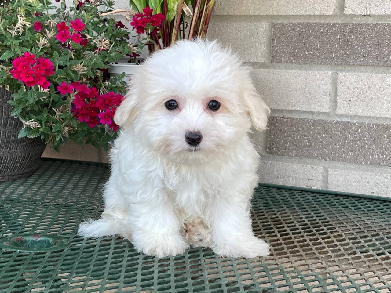 Coton De Tulear Breeders & Puppies For Sale in Indiana Family Puppies