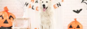 dog sitting in front of halloween decorations