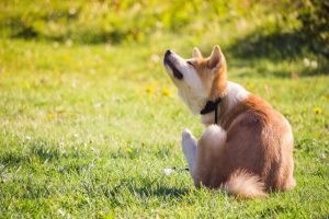 dog scratching neck from fleas