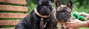 two french bulldogs sitting on park bench
