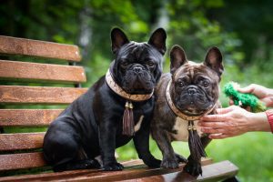 two french bulldogs sitting on park bench