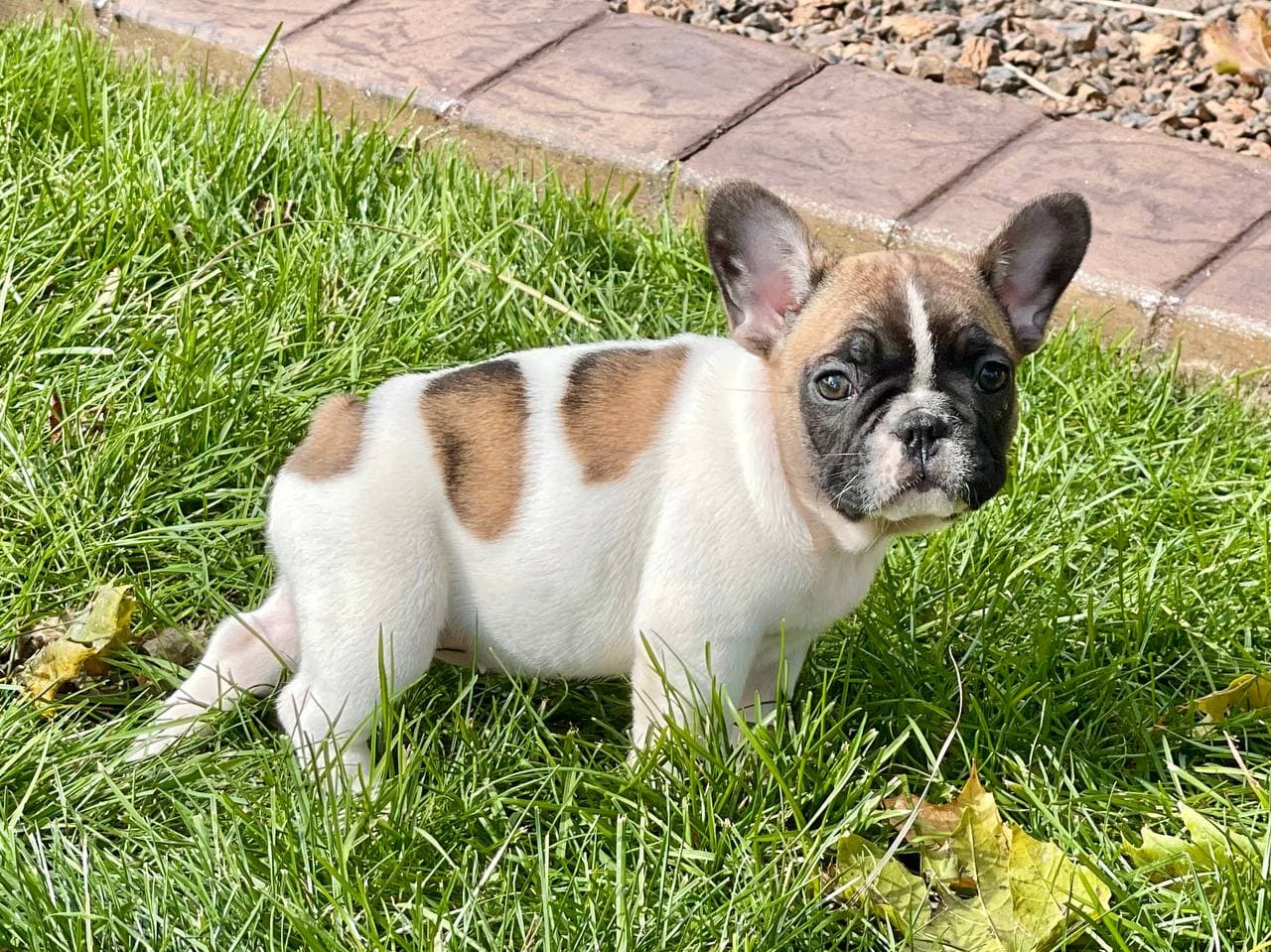 French Bulldog Puppies For Sale In Indiana Chicago Family Puppies