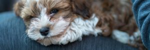 havanese puppy sitting on lap