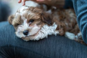 havanese puppy sitting on lap