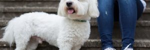 coton de tulear puppy standing next to owner