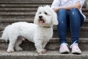 coton de tulear puppy standing next to owner