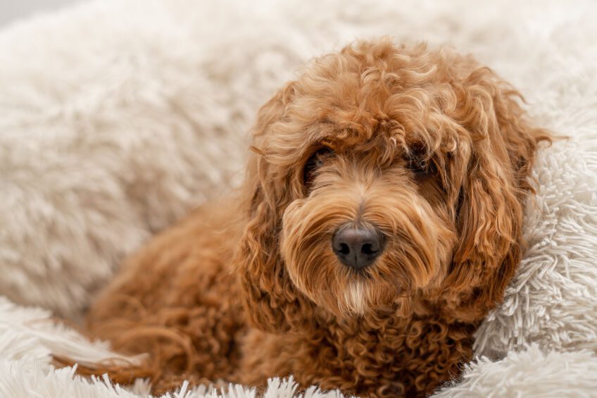 Are Cavapoos Hypoallergenic? Family Puppies