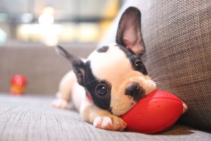 french bulldog puppy playing with toy on a sofa