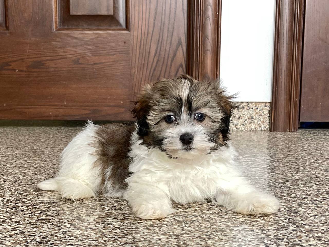 Havanese Puppies For Sale & Breeders in Cincinnati Ohio & Indiana Family Puppies