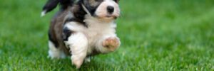 havanese puppy running outside