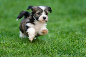 havanese puppy running outside