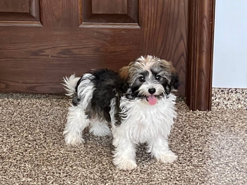 Havanese Puppies For Sale & Breeders in Cincinnati Ohio & Indiana Family Puppies